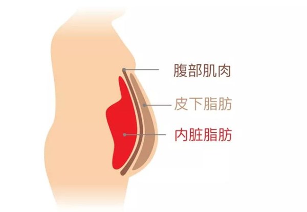 好博体育为您讲解:内脏脂肪要怎么减